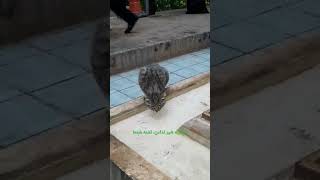 به گربه شیر ندادند داره آب می‌خوره