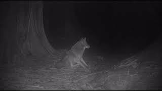 Wildlife Parade in a Urban Cedar Grove