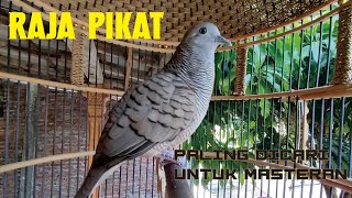 pancingan perkutut lokal paling dicari cepat bikin burung anda bunyi