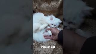 persian cat 🙀