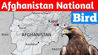 Afghanistan national bird #shorts #afghanistan