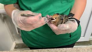 Feeding of a baby hoopoe