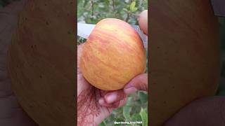 Harvesting fruit 🍎🍏🍐🥑 #village #fruit #cutting #peeling #harvesting #garden @gardening_lover7469