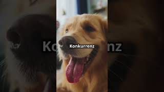 Lustige Hunde, die dich zum Lachen bringen! #lustigevideos