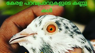 കേരള പറവ പ്രാവുകളുടെ കണ്ണുകൾ- part:1
kerala pigeons eye