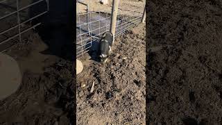 Pig in a pen #pig #bacon #piggy #slop #farming