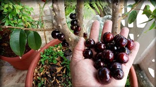 Será que descobri o problema das minhas jabuticabas - Pé de jabuticaba carregado em vaso