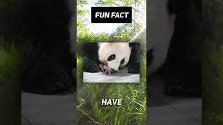 Fun Fact:🐻🐼 How can i Bear with this 😭 #shorts #viral #facts #nature #animals #sad