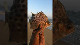 இந்த மீன் poison ah..!?😳scat fish🤩🔥👌#fishing #fishinglife #youtubeshorts