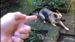 BANG BANG!!! German Shepherd Playing Dead… Wait for it… Until the end.