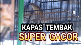 KAPAS TEMBAK GACOR FULL NGEPIK BESETAN