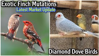 Exotic Finch Mutations & Diamond Dove Birds |  Latest Price Update Ep 7