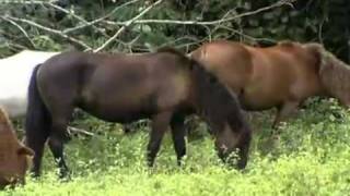 Cavalo Puruca na Ilha do Marajó Pará