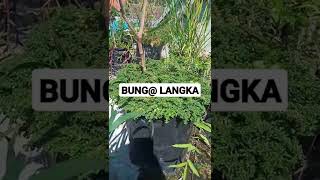 bunga langka