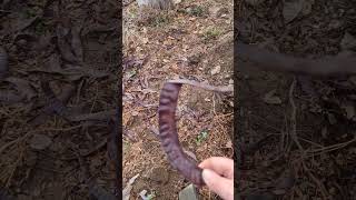 Honey Locust seed pods #urbanpermaculture #meatrabbits #rabbitfarming #homesteading