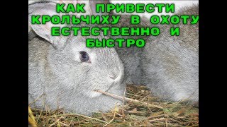 КАК БЫСТРО И ЕСТЕСТВЕННО ПРИВЕСТИ КРОЛЬЧИХУ В КАЧЕСТВЕННУЮ ОХОТУ