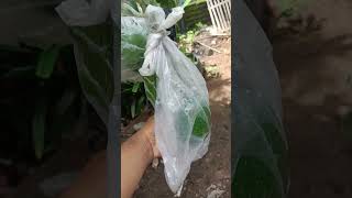 Alpukat Aligator Berbuah Lebat.#shorts #shortvideo #alpukat #alpukataligator #fruit #berbuah