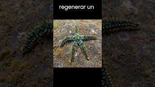 La increíble capacidad de regeneración de las estrellas de mar.