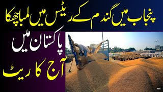 Wheat price in Pakistan 2023|Gundam ka rate today Punjab Pakistan #wheat_rate_today گندم ریٹ