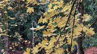 Autumn Leaves Along the Dungeness