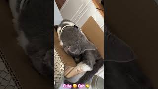 Cat 🐈 Chilling In the Box 📦 / Cute Cat Sleeping #catlover #catvideos #catshorts #shortvideo