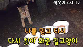 나를믿고 다시 찾아 와준 길고양이