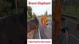 Brave elephant take food to the monk