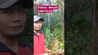 TUMBUHAN PAKIS MERAH LEMIDING UNTUK SAYURAN