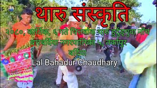 Tharu Culture Video Pittarwak Tharu Hurdungwa Dance barabardiya Municipality 5, Tarkapur (bardiya)