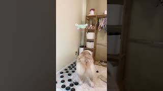 Talking dog tells owner it's time to play #flambothedog #myanimal