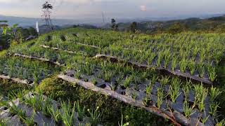 Wonosobo, Berkunjung ke Kebun Daun Bawang