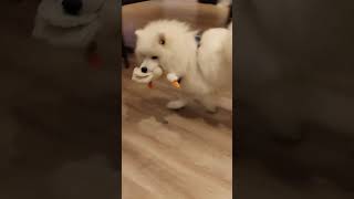 Самоед в доме! /Samoyed in the house!