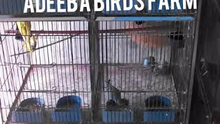 Adeeba birds farm & pets