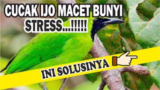 CARA MENGATASI CUCAK IJO MACET BUNYI DAN STRESS