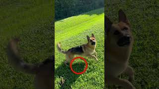 Quick reaction! #like #subscribe #germanshepherd #cute #dog