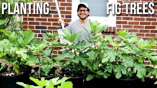 Planting Fig Trees: A Masterclass