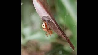 Leaf-curling Spider(Acusilas coccineus) catches a Ladybird Beetle (Cheilomenes sexmaculata).#spider