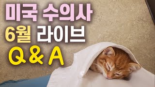 미국수의사 6월 라이브 Q&A!