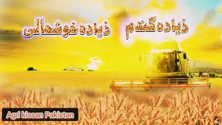 ذیادہ گندم ذیادہ خوشحالی ، محکمہ زراعت ان ایکشن، punjab,, Agriculture, wheat, pesticides