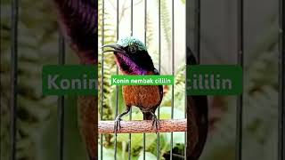 konin gacor nembak cililin #kicaumania #shortvideo #kicaumania #kicauanburung #birds #konin #shorts