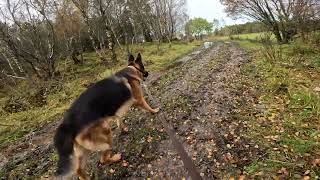 German shepherd on walk. Eros på tur. 10.10.2024. still you tubes most boring video part 1