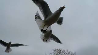 Slow Motion Bird Flight (120 fps and 240 fps)