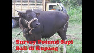 Survey Potensi Sapi Bali di Kupang, Nusa Tenggara Timur