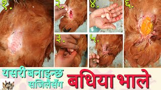 बधिया भाले बनाउने सजिलाे तरिका हेर्नुहाेस, How to Caponize Chickens, Method of Caponization in Cock