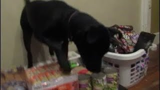 I bought a DOG at ALDI?!?!?!?! GROCERY HAUL  - August 15, 2017