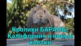 Новые кролики, новые клеточки, небольшой обзор.