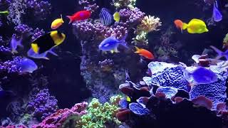 🐠 Dinlendirici akvaryum balıkları ve rahatlatıcı müzik | 🐟 Relaxing music #aquarium