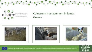 Colostrum management in lambs