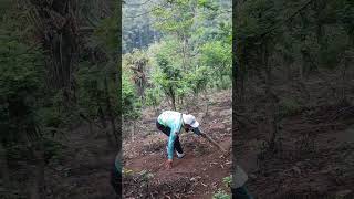 Melewati Curamnya Kebun Kopi Baru Dibuka Dalam Hutan Kaliandra #kebunkopi #kiarapayung #tamankehati