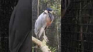 The Boat-billed Heron has a unique, broad bill.